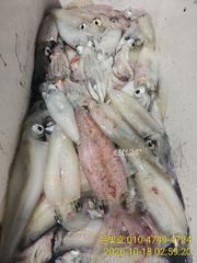 [진해] 갈치 텐빈 한치 초대박~ 내일 월요일 화요일 예약가능
