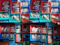 21인승 비너스호 무늬오징어 조황 90수 10/17