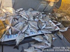 [부산] 부산 가덕 마스터호 흘림 감성돔 조황