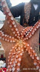 가조도권 돌문어 2키로,키로 들로 막 쏟아 집니다~!!!! 원줄을 끌고가는 활성도 주말 예약가능~!!