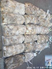 21일(수) 쭈꾸미 출조합니다