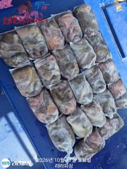 [진해] (야간낙지) 화.수.목.예약가능 덩어리 뜯어러 갑니다