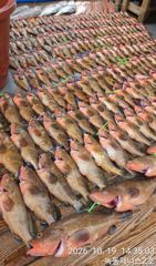 261019녹녹동제니2호 붉바리초대박조황 사이즈마리수 초대박말해뭐해