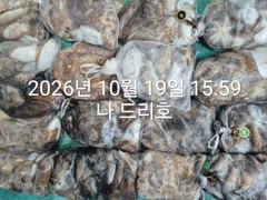 19일, 군산 갑오징어 ~날마다 확실한 조황~~망탱이 굿굿 조황~군산낚시프라자 나드리호