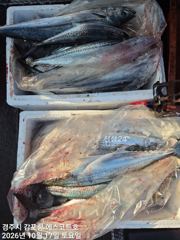주간은 삼치및방어 타작하고 야간은 무늬오징어 먹물 쫙쫙 쏘우네요 놀러오세요