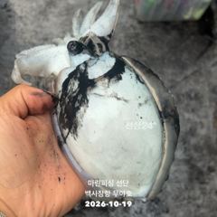 26.10.19 백사장항 무야호 갑오징어 조황^^