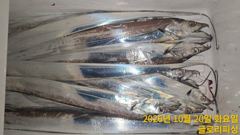 [여수,광양] 글로리호 내만갈치 10.19일 조황입니다.