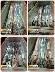 [통영] 통영 뉴 아시아호>> 수중 속 대갈치와 사투 ~~ 오늘 자리 …