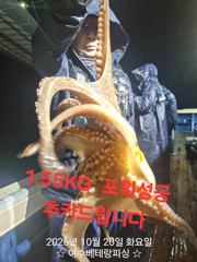 실시간 대물돌문어 1,62k 1,55k 등등 대울 키로급들…
