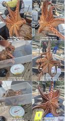 [진해] 돌문어 Kg포함 연일 굵은씨알 마리수 (이벤트)