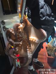#야간문어사냥