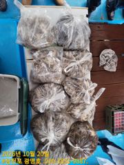 삼천포광명호2.10월22일(목)쭈꾸미낚시 출조 예약 받습니다.
