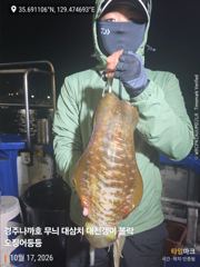 나까호 무늬오징어 조황입니다!