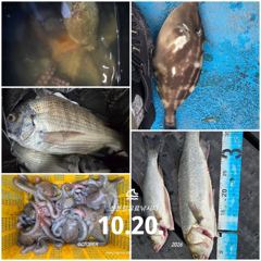 10.20 [경주] 대박입니다 삼치및방어 타작하고 야간에는 무늬오징어가 마릿수,싸이즈. 끝네주네요