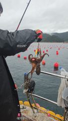 통영한나호 돌문어 어장낚시 우중전 10월20일 키로급 철수조항입니다