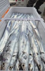 오늘 자리있어요 10월20일 철수 통영갈치 신세계호 조황정보