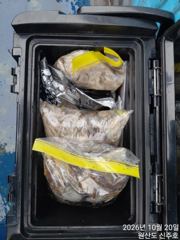 [쭈갑백문조황] 보령 원산도 신주호 10월 20일 쭈갑 조황