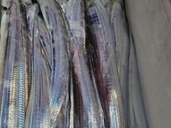 [통영] 왕갈치 3지4지 조황입니다