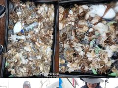 <여수뉴피닉스호> 주꾸미&갑오징어 전투ㅡ 내일(목) 자리많습니다. 황제낚시가능 (22일~ 27일)
