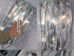 내만갈치~왕갈치 잡으러~쿨러 채우러 갑니다~예약가능