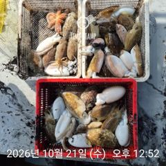 [사천] 갑오징어만 잡기!