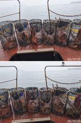 2시간전 [부산] 부산 달인호 10월21일 감성돔 조황 《이벤트 중》