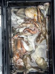 문어 전투낚시 출조안내