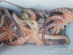 "돌문어"오늘도 강풍에 2300g1600g1300g외 kkk 대물들 마릿수조황~^^(내일예약가능)