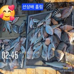 [고성] 병산 감성돔 4짜외마리수 선상배 &선외기흘림