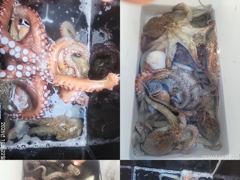 [진해] 문어,갑이,강풍에도1500,1300외,키로,중치들,굿,,(예약가…