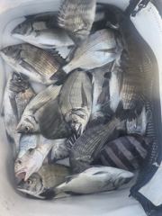 [고성] 신동화레져) 10월22일 조황입니다