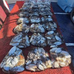 10월22일깁오징어조황
