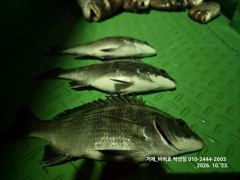 [거제] 【 거제 비버호 】 GO GO GO 야간 감성돔, 참돔 마리수 …