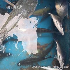 완도은솔호 마리수 감성돔 (일요일
