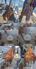 [진해] 돌문어 연일 Kg포함 굵은씨알들(이벤트)