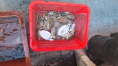 복영호 2026.10.23 쭈갑 조황