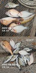 거제 ( 어구 일성호 ) 감성돔 참돔 ! 전마선 조황