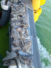 [쭈꾸미/갑오징어]10/22_금강3호조황:D