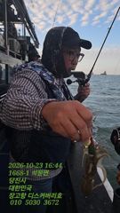 10월23일쭈갑조황입니다.