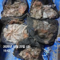 포항.종방) 제2대일호 10월 23일 문어조황