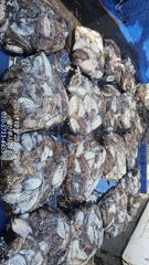 [루시호]10/23 갑오징어 오늘도 100갑 이쥬~~
