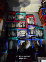 ★만진1호 10월23일 무늬오징어