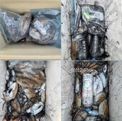 방포항 바다사랑호 10월23일 갑오징어 조황