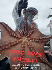 오늘도 대물돌문어 쭉쭉 뽑고 있습니다 1.87K등 가을…