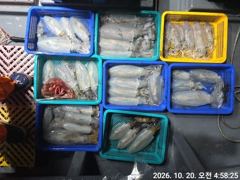 (무늬오징어)내만권 8만원 전투팁런 모집중~고잉메리호(26일예약)