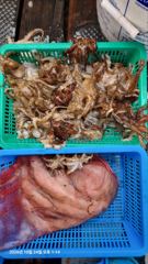 [마산] 구산면 썬피싱 ㅡ 쭈꾸미 팍팍! 장원 100수이상! 내일 출조