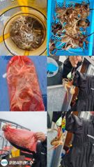 포항 쭈꾸미