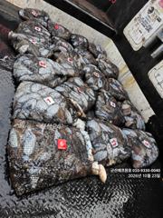 군산에프원호 23일 갑오징어 대박조황입니다.