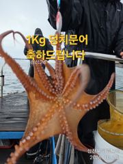 삼천포 마린보이 10. 24. 가을 주간 덩치문어 뜯으로 다녀왔습니다.