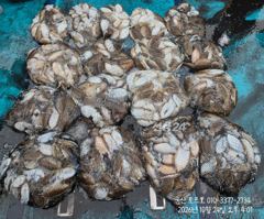 [ 군산 토르호 ] 10월 24일 갑오징어 조황!!!